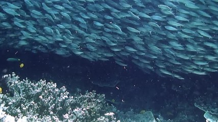 School of whites and silvery in underwater ocean of Philippine. Group fish of one species and underwater wildlife in marine life world of Philippine Sea. Relaxing video about sea and ocean life.