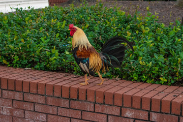 Tampa Bay, Florida. July 12, 2019 Rooster in Centennial Park at Ybor City. 3