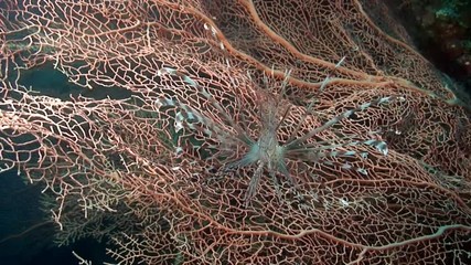 Scorpionfish lionfish on pink tropical coral Gorgonaria undewater on seabed in marine life of Philippine Sea. Macro relaxing video about coral reef and wildlife in undewater sea and ocean life.
