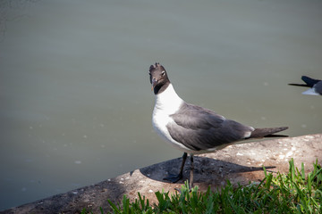 Seagull having a bad hair day