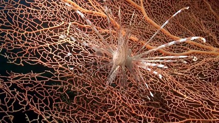 Scorpionfish lionfish on pink tropical coral Gorgonaria undewater on seabed in marine life of Philippine Sea. Macro relaxing video about coral reef and wildlife in undewater sea and ocean life.
