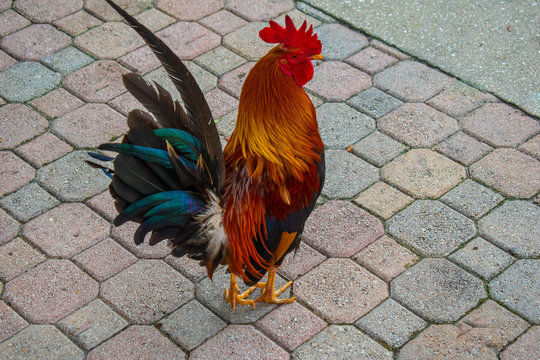 Tampa Bay, Florida. July 12, 2019 Rooster in Centennial Park at Ybor City. 5