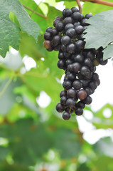 Pinot Noir, Pinot Noir grape or grape plant