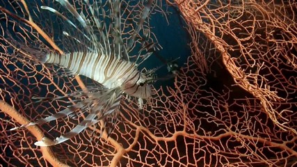 Scorpionfish lionfish on pink tropical coral Gorgonaria undewater on seabed in marine life of Philippine Sea. Macro relaxing video about coral reef and wildlife in undewater sea and ocean life.