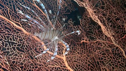 Scorpionfish lionfish on pink tropical coral Gorgonaria undewater on seabed in marine life of Philippine Sea. Macro relaxing video about coral reef and wildlife in undewater sea and ocean life.