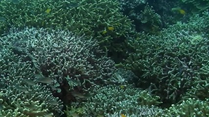 Yellow small fish on coral reef on underwater seabed in marine life of Philippine Sea. Macro relaxing video about coral reef and wildlife in undewater sea and ocean life.