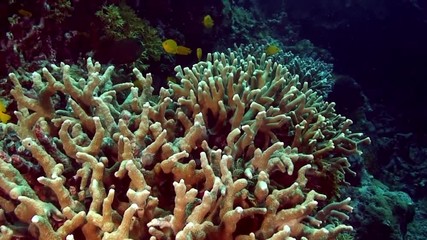 Yellow small fish on coral reef on underwater seabed in marine life of Philippine Sea. Macro relaxing video about coral reef and wildlife in undewater sea and ocean life.