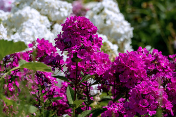 Beautiful purple phlox with white phloxes in the background