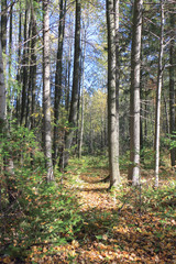 Fototapeta premium Leaf fall in the autumn forest, Perm region, Russia