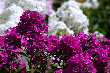 Obraz premium Beautiful purple phlox with white phloxes in the background