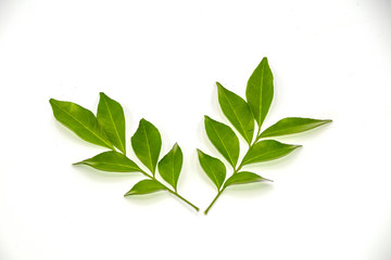 Orange jasmine leaves isolate on white background.(Murraya paniculata)