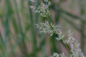 close up of grass seed heads