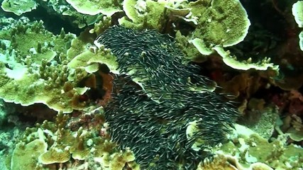 School of small fish in coral underwater in marine life world of Philippine Sea. Group fish of one species in underwater marine life world of Philippine coral reef.
