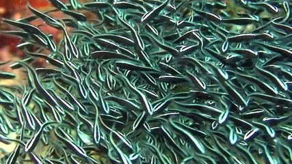 School of striped fish underwater in marine life world of Philippine Sea. Group fish of one species in underwater marine life world of Philippine.