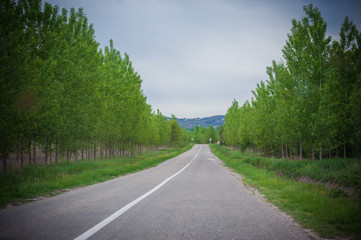 Beautiful view of the road and green trees along the road in nature