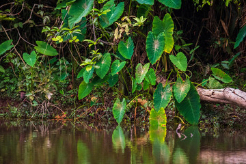 Tropical trees arranged in full background