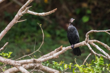 Little cormorant, Javanese cormorant(Microcarbo niger) bird of Thailand.