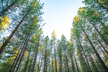 Looking Up Into the Trees