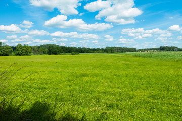 Fototapeta Łąka pole polana wieś las lato wakacje obraz