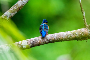 Common Kingfisher (Alcedo atthis) on branch