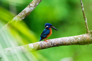 Common Kingfisher (Alcedo atthis) on branch