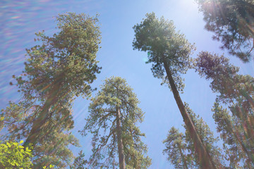 Looking Up Into the Trees