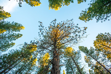 Looking Up Into the Trees