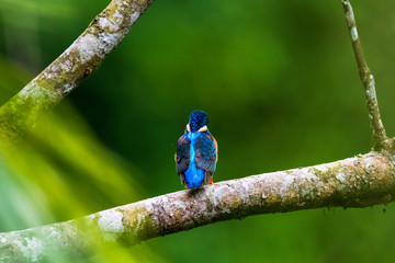 Common Kingfisher (Alcedo atthis) on branch