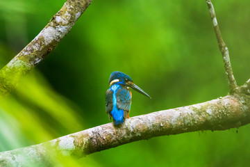 Common Kingfisher (Alcedo atthis) on branch