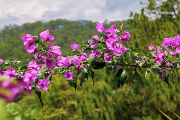 branch of bougainvillea blooms. Purple flowers on a green background. Flower background