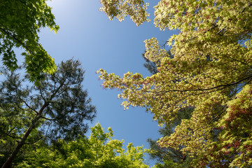 Beautiful Japanese Zen Garden Ktoyo Japan