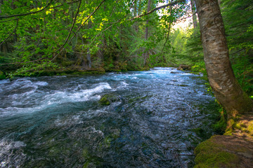 Obraz premium McKenzie River Through the Forest