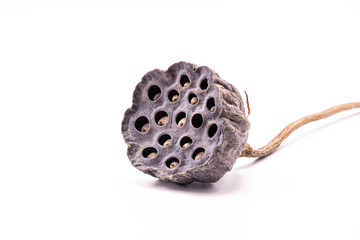 Dried Lotus seed pods isolate on white background.