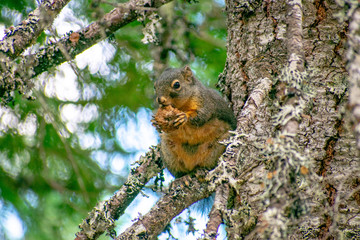 Naklejka na ściany i meble Eastern Fox Squirrel with Nut