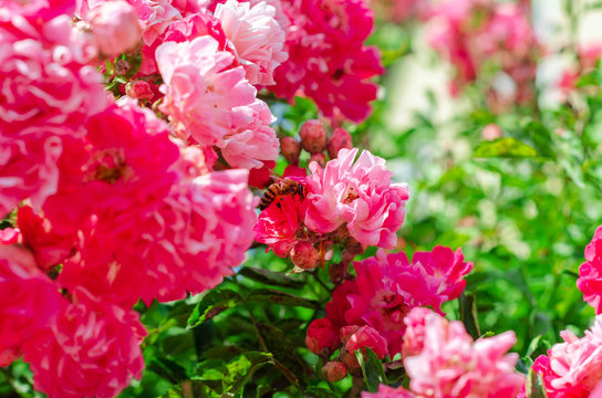 Red rose bush bloom, many small flowers of red color. © romankrykh