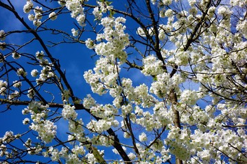 cherry blossom in spring