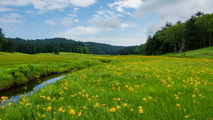 尾瀬大江湿原のニッコウキスゲ