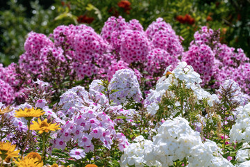 Beautiful white and pink phloxes in full bloom  in a summer garden
