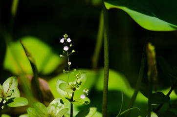 Obraz premium ハス