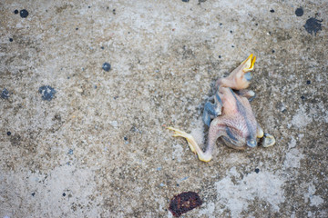 The baby bird died on the concrete floor.