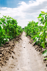 Rows of young pepper on a farm on a sunny day. Growing organic vegetables. Eco-friendly products. Agriculture land and farming. Agro business. Ukraine, Kherson region. Selective focus