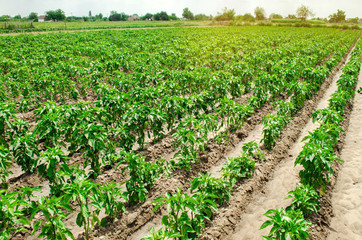 Fototapeta na wymiar Plantation of young pepper on a field on a sunny day. Growing organic vegetables. Eco-friendly products. Agriculture land and farmland. Agro business. Ukraine, Kherson region. Selective focus