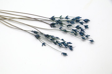 Selective focus bouquet of dried flowers isolate on white background.Blurred and soft grass flower.