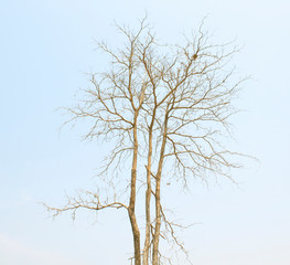 Fototapeta na wymiar Dry tree