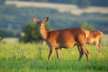 Side view of red deer, cervus elaphus, hind standing on a green meadow facing camera in spring at sunset. Low angle of shy female deer animal in the wild.