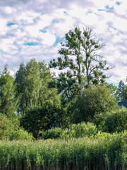 Obraz premium beautiful summer landscape with calm lake, reflections of different trees, blue sky, calm water, Latvia