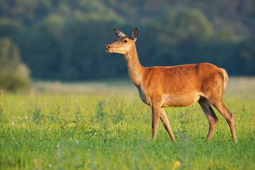 Naklejka na ściany i meble Undisturbed curious red deer, cervus elaphus, hind looking away in nature in summer at sunset with copy space. Restful atmosphere in nature with wild animal in natural environment.