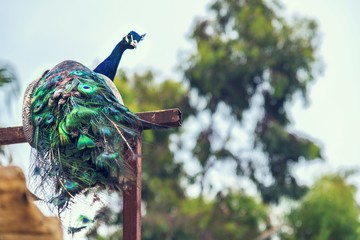 Peacock sitting on a branch, close up ,wild animals