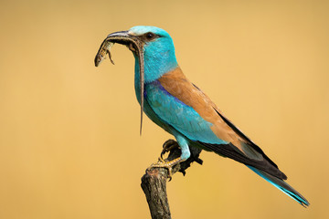 Side view of european roller, coracias garrulus, sitting on a perch holding caught lizard in the beak ready to feed. Male colorful bird animal in nature on a hunt with blurred background.