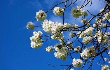 cherry blossom in spring